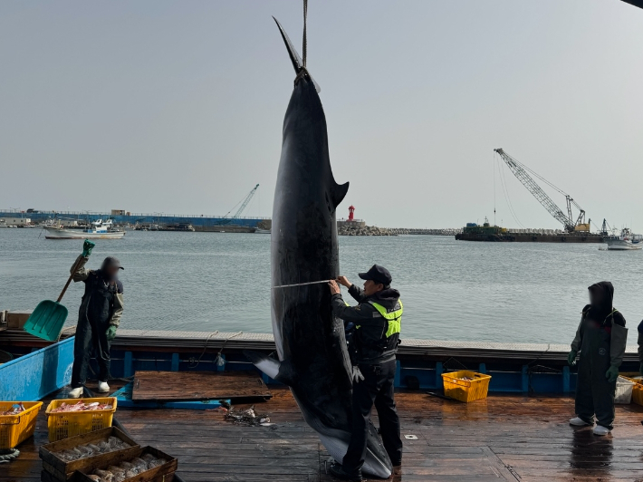 포항 앞바다서 죽은 밍크고래 발견…5500만원 위판