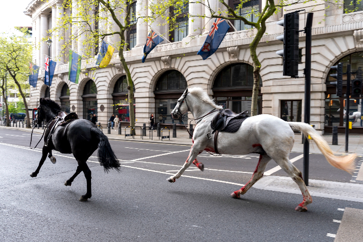24일(현지시간) 영국 도심 올드위치 인근 거리를 영국 근위대의 말 2마리가 달리고 있다. 연합뉴스