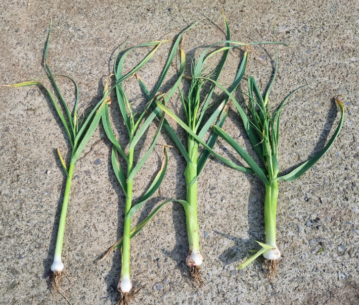 전남 고흥 벌마늘 사진. 전라남도 제공