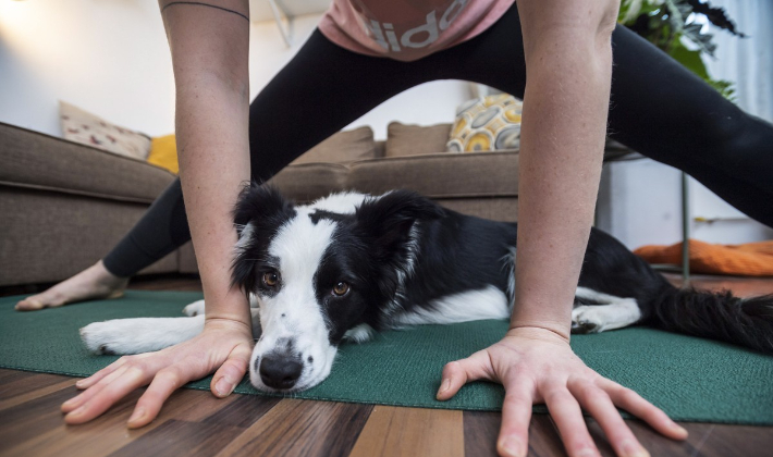 도가(dog+yoga). 연합뉴스