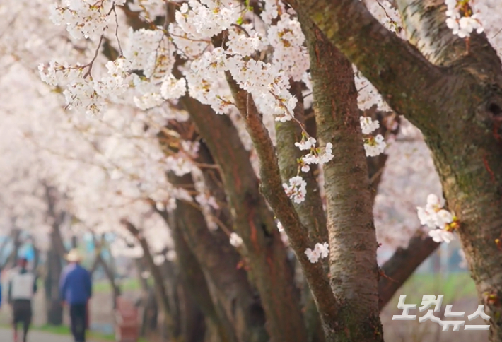 지난 4월 벚꽃이 만개한 한강난지공원. 권혁주 기자 