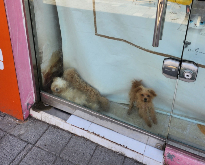 온라인 커뮤니티 캡처