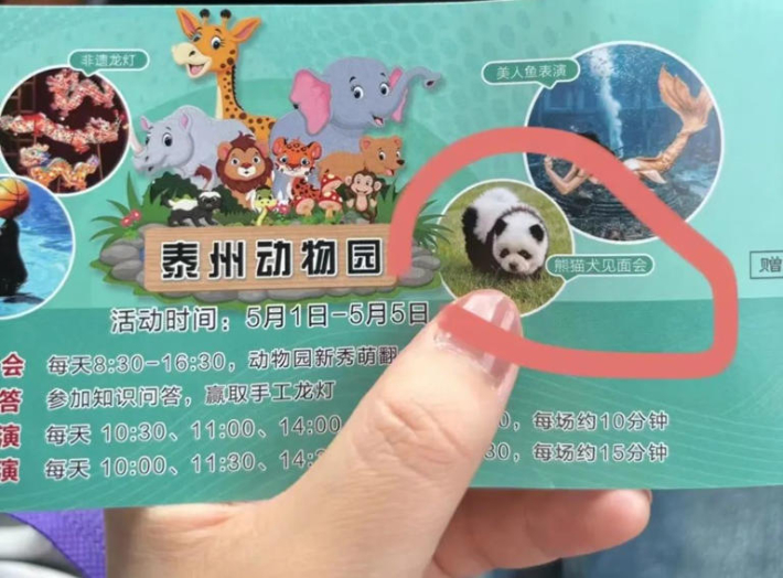 판다개를 홍보하고 있는 동물원 티켓. 펑파이 홈페이지 캡처
