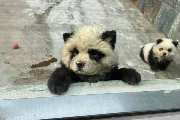 중국의 한 동물원이 염색한 개를 판다개로 소개해 논란이 일고 있다. 펑파이 홈페이지 캡처