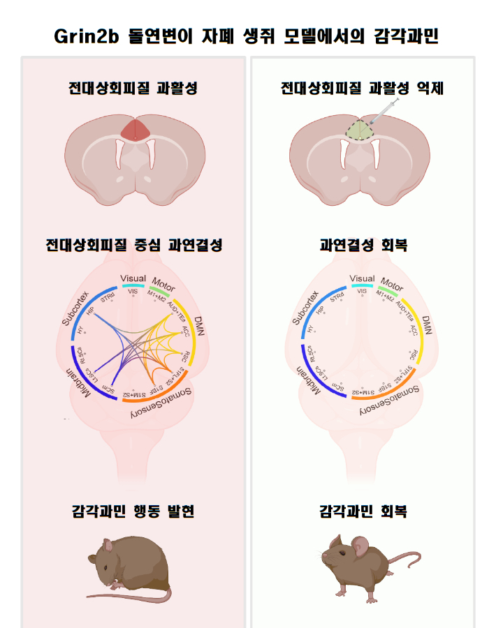 전측 대상회피질 활성 억제를 통한 감각 과민 회복. IBS제공