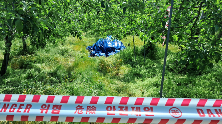 올해 첫 과수화상병이 발생한 충주의 한 사과 과수원. 농촌진흥청 제공