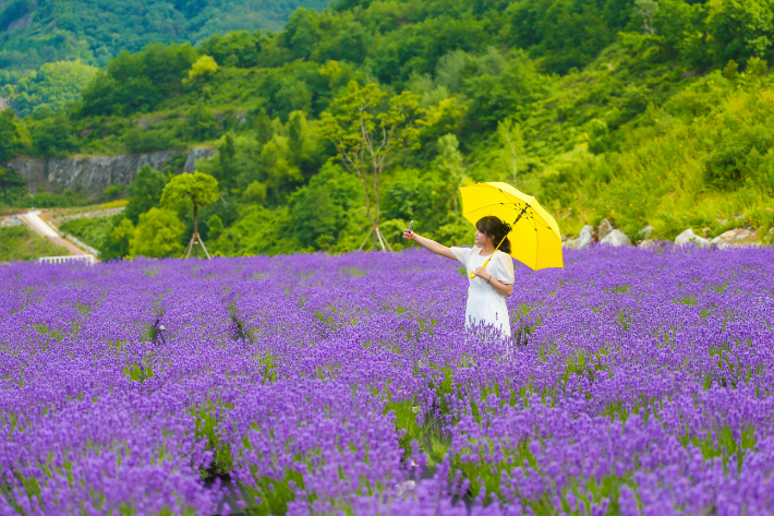 동해 무릉별유천지 라벤더정원. 동해시 제공