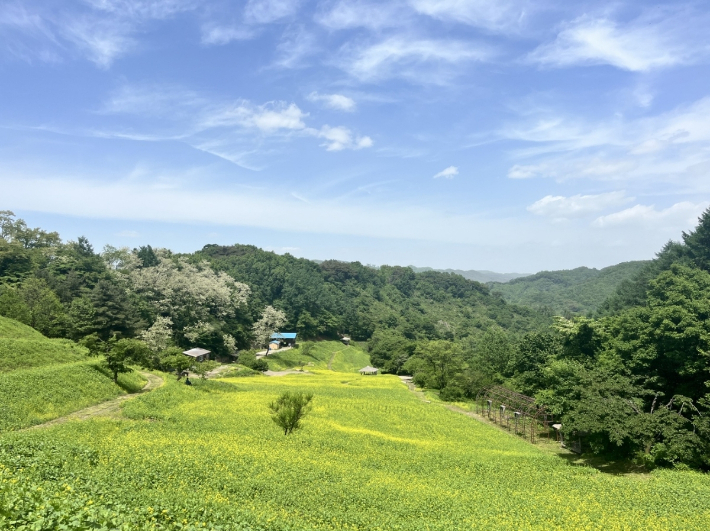 유채꽃밭. 추정리 경관밀원추진위 제공