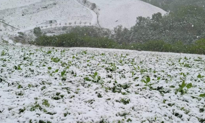 16일 오전 강릉 안반데기 일대에 10cm 안팎의 눈이 내리면서 수확을 앞둔 농작물이 눈 속에 파묻힌 모습. 안반데기 관광농원 김봉래 대표 SNS 캡처
