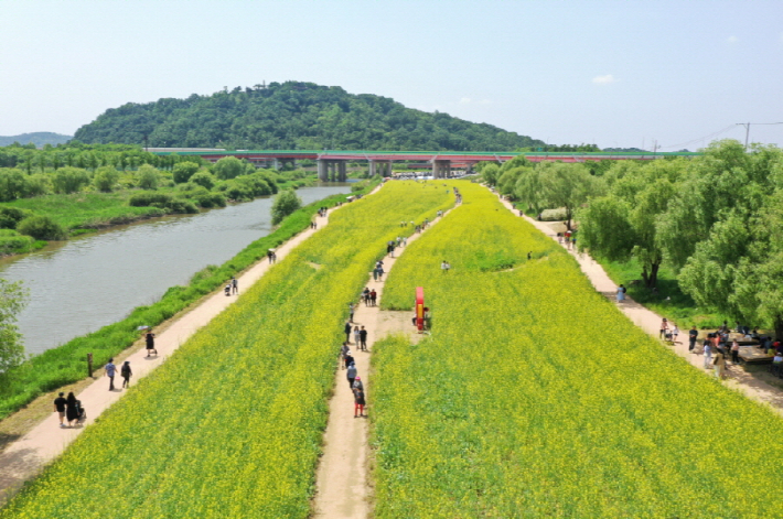 유채꽃이 만발한 창릉천 강매석교공원 전경. 고양시 제공