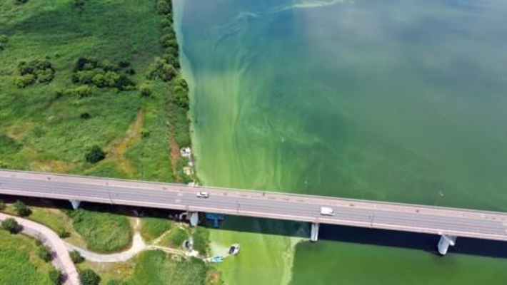 낙동강 녹조. 연합뉴스 