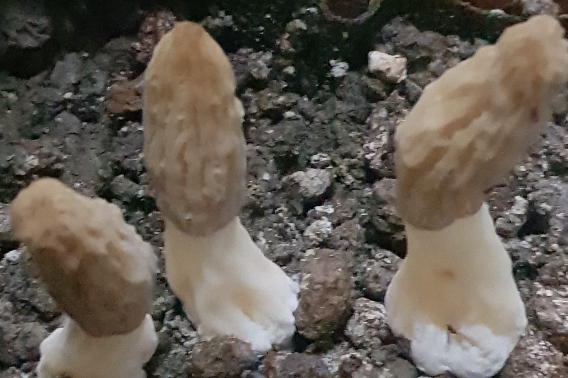 인공 재배기술로 키운 모렐버섯. 농촌진흥청 제공
