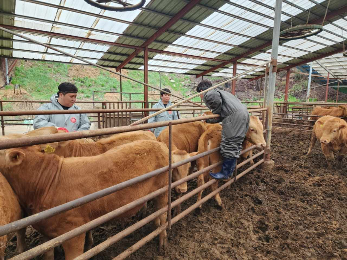 울진군이  송아지 럼피스킨 백신 일제접종을 실시하고 있다. 울진군 제공