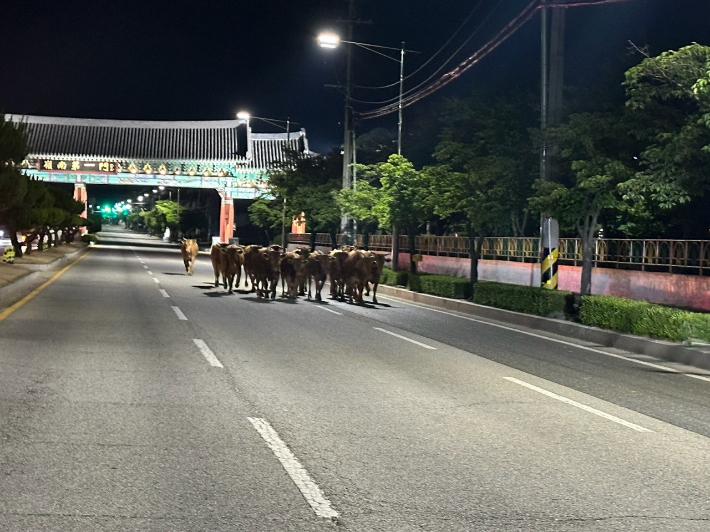 경북소방본부 제공