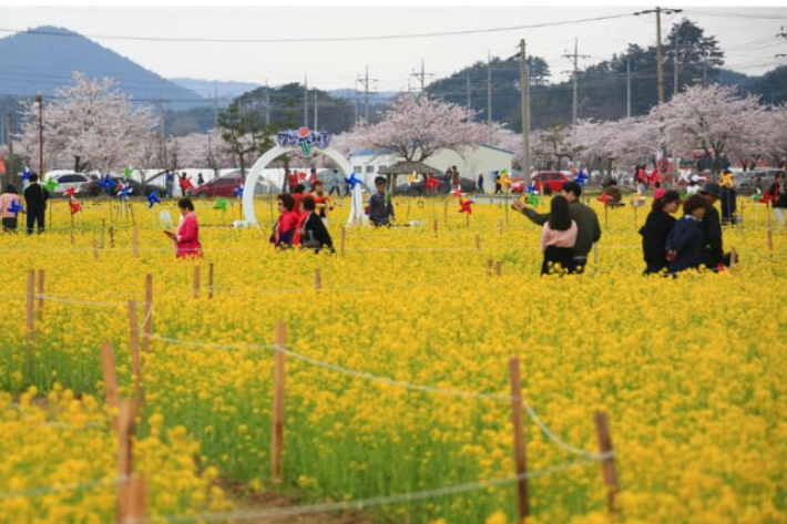 삼척맹방유채꽃축제장. 삼척시 제공