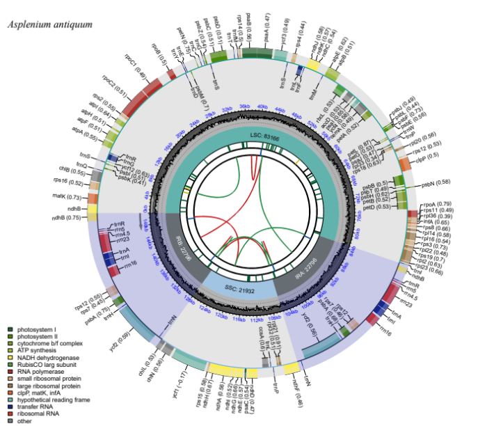파초일엽 엽록체 게놈 지도. 서울식물원 제공 