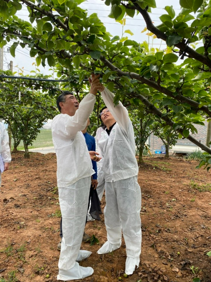 최명수 전남도의원이 최근 흑성병 피해가 발생한 전남 나주 한 배 농가를 방문해 흑성병 피해가 농작물 재해보험 적용 대상이 안 된다는 애로사항을 듣고 "현실에 맞게 재해보험이 개선되도록 정부에 건의해 달라"고 참석한 전남도 관계자들에게 당부했다. 촉구했다. 전남도의회 제공