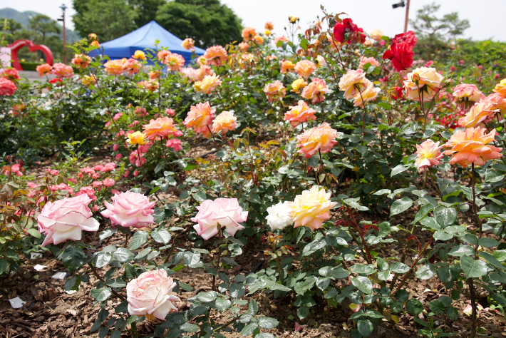 삼척 장미축제장에 만개한 장미. 삼척시 제공