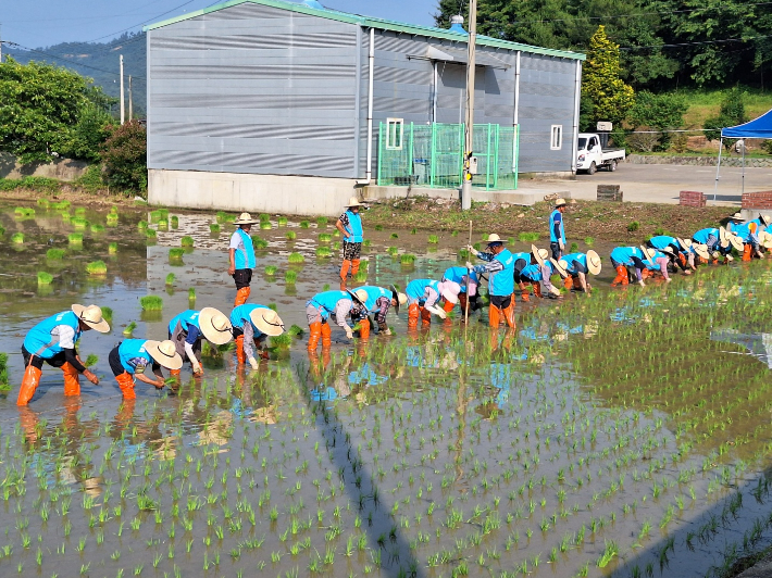 전통적인 손 모내기 현장. 고흥군 제공