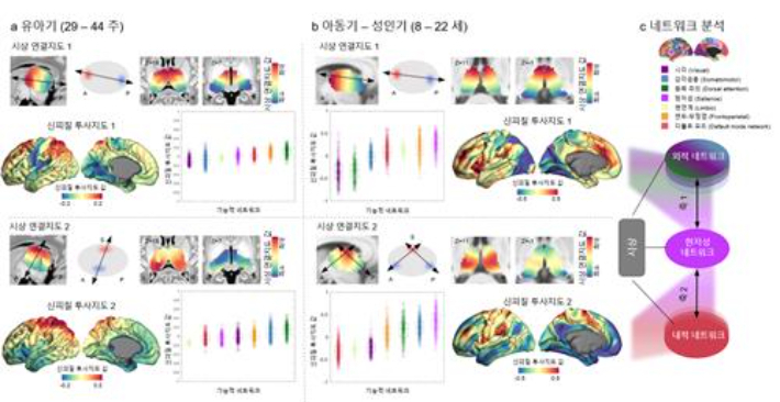 성장에 따라 변화하는 뇌 속 시상 연결지도 시뮬레이션. 기초연 제공