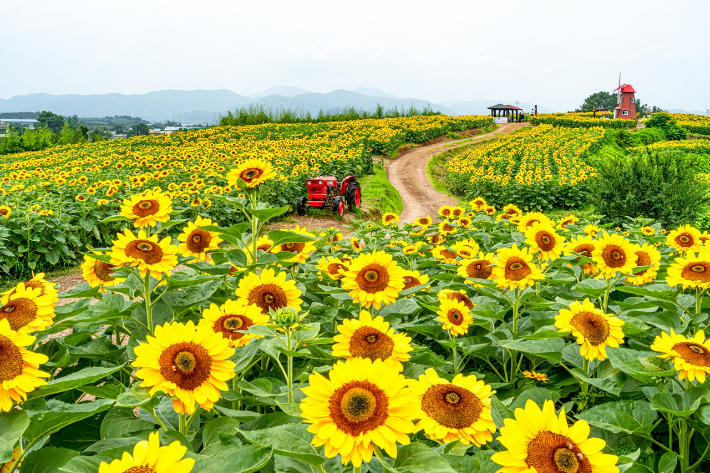함안 강주해바라기 축제 전경. 함안군 제공