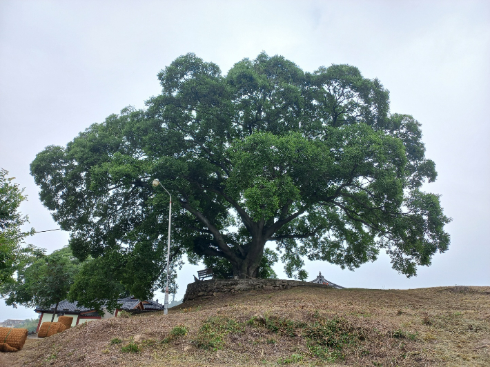 '우영우 나무'로 알려진 창원 대산면 팽나무. 창원시청 제공 