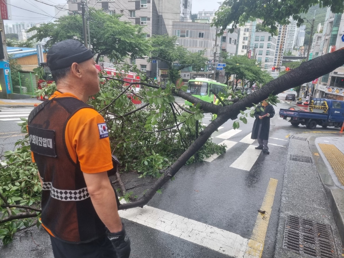 거리에 넘어진 가로수를 부산소방대원이 처리하고 있다. 부산소방본부 제공