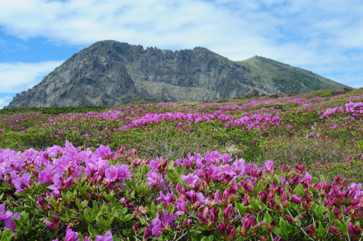 산철쭉이 만개한 한라산. 제주도 세계유산본부 제공