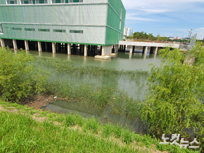 도서관·체육관 건축 예정지에 물이 차면서 수초가 잠겨 있다. 고영호 기자