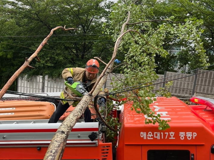 3일 오전 7시 10분쯤 부산 해운대구 중동에서 강한 바람으로 가로수가 넘어져 소방당국이 안전조치에 나섰다. 부산소방재난안전본부 제공