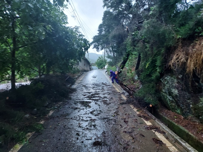가로수가 쓰러진 모습. 전북소방본부 제공