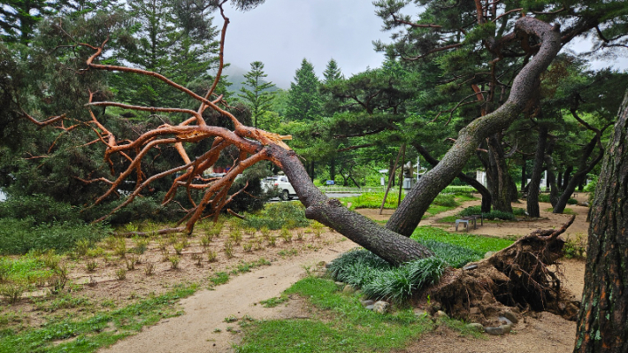 9일 오전 충북 제천시 모산동 의림지 솔밭공원의 아름드리 노송이 뿌리를 드러낸 채 쓰러져있다. 제천 지역에는 8일 밤부터 9일 아침까지 44㎜의 비가 내렸다. 연합뉴스