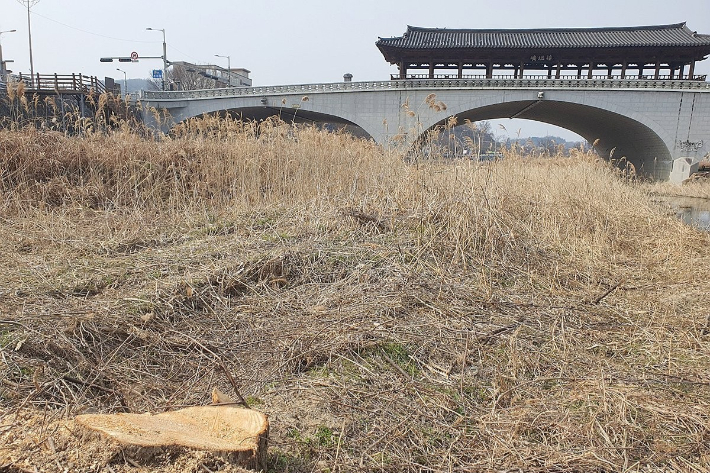 지난 3월 4일 전북 전주시 전주천 남천교 일대 버드나무가 잘려져 밑동만 남았다. 전주시는 지난해 3월 홍수 예방 등을 목적으로 버드나무 260여 그루를 잘라낸 데 이어 지난 2월 29일에도 전주천과 삼천 일대에서 76그루를 베어냈다. 연합뉴스