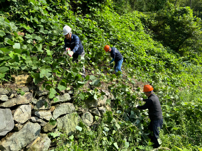 덩굴 제거. 경남도청 제공 