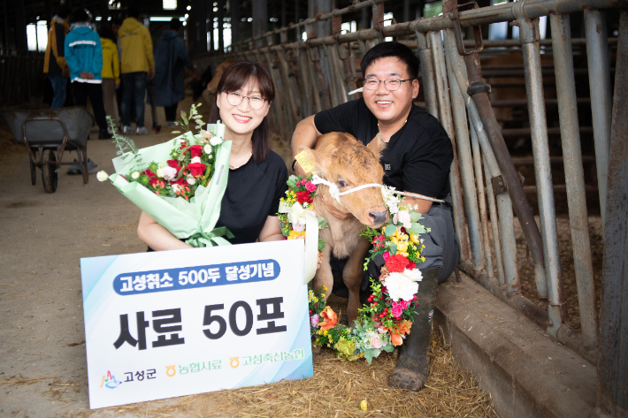 500두를 달성한 칡소. 고성군 제공