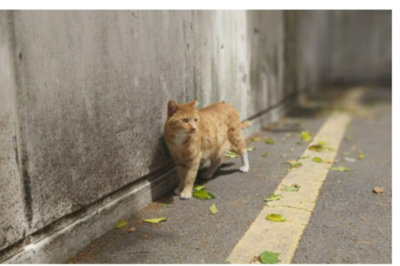 고양이, 해당 기사와 직접적 관련 없음. 동물문화네트워크 제공