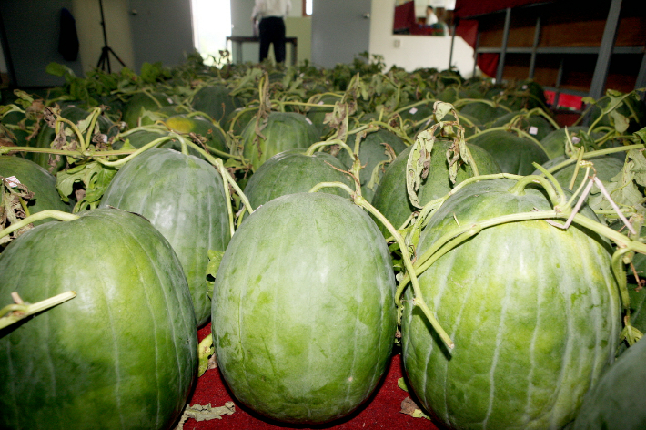 무등산 수박. 광주광역시 제공