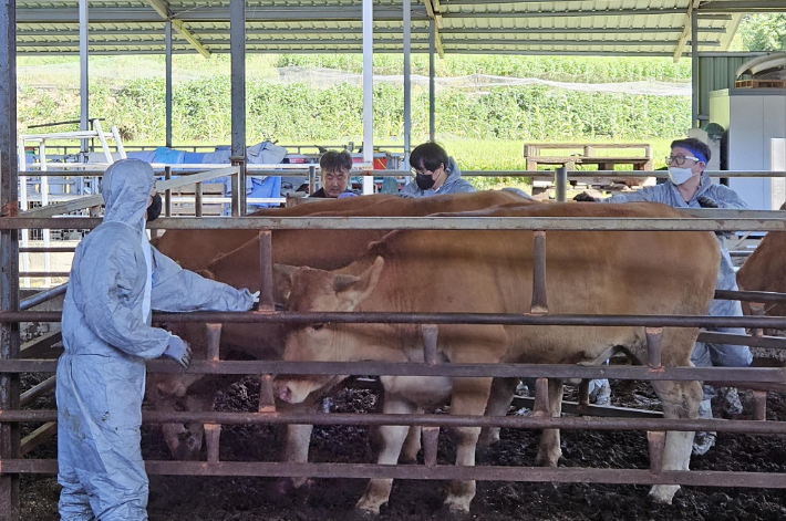 시 가축방역관이 관내 한 축산농가에서 구제역 백신접종을 하고 있다. 세종시 제공