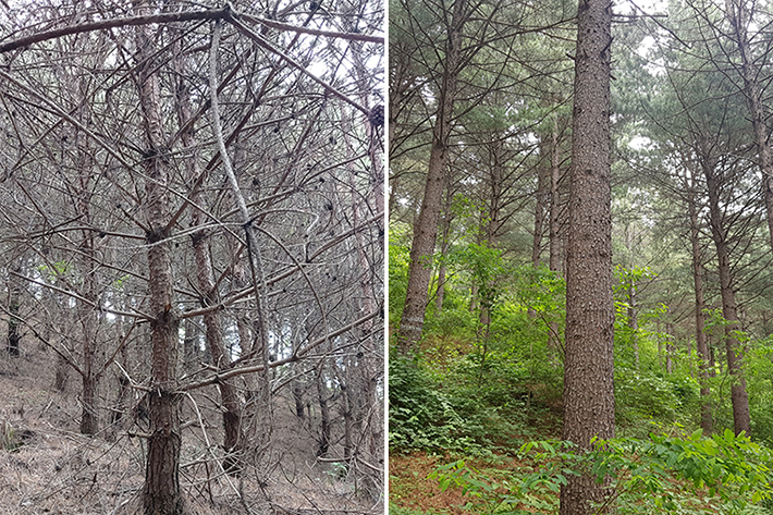 산림청 제공