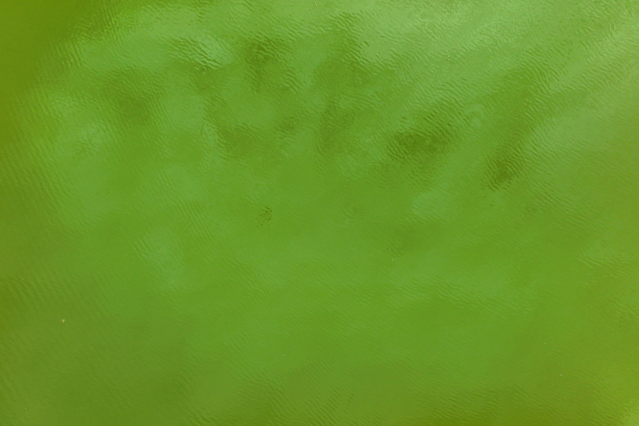 폭염에 확산하는 녹조. 연합뉴스