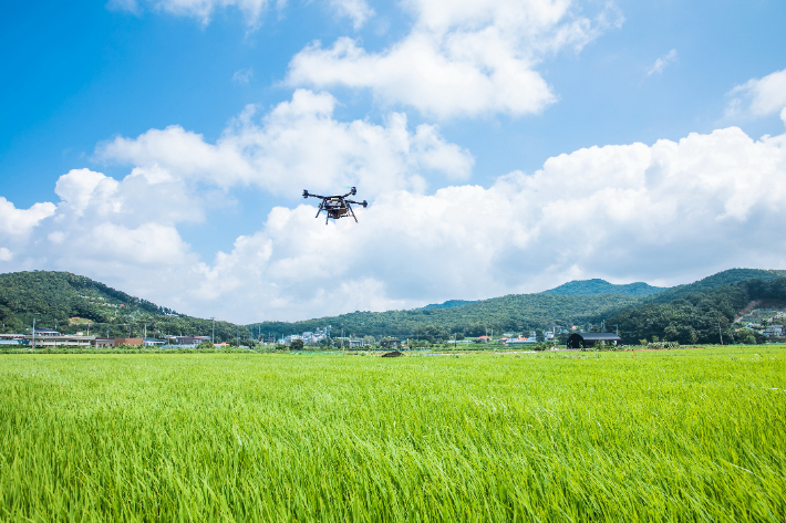전북 임실군은 지난 7월에 이어 8월 벼 병해충 항공방제를 추진한다. 임실군 제공