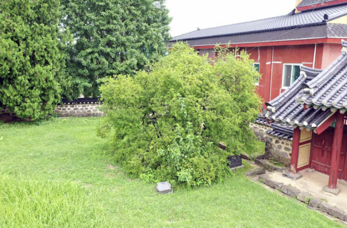 부여 석성동헌 탱자나무 전경. 국가유산청 제공 