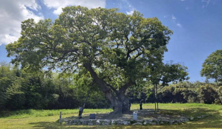 군산 하제마을 팽나무 전경. 국가유산청 제공 