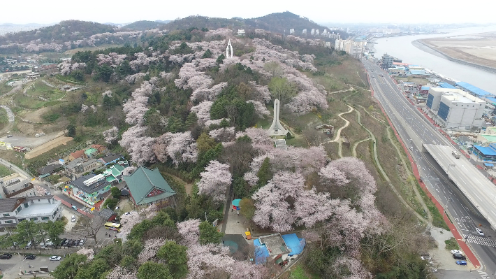 봄철의 군산 월명공원. 군산시 제공