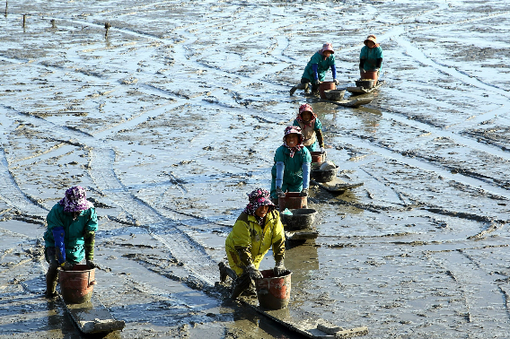 여성 어업인. 전남도 제공