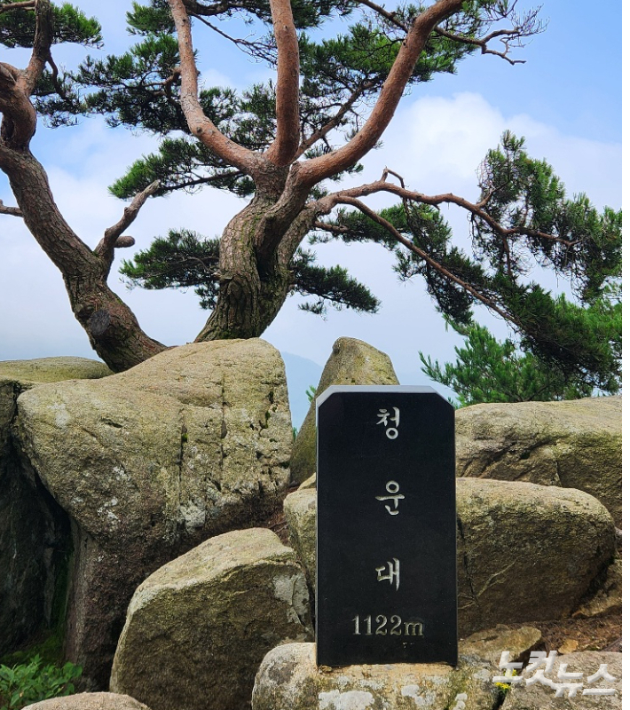 팔공산 정상 비로봉에서 가까운 청운대(1122m).  화강석을 뚫고 자라는 외솔의 기상이 꿋꿋하다. 이재기 기자 