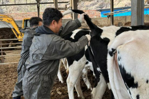 젖소 결핵병 검진사업. 경남도청 제공