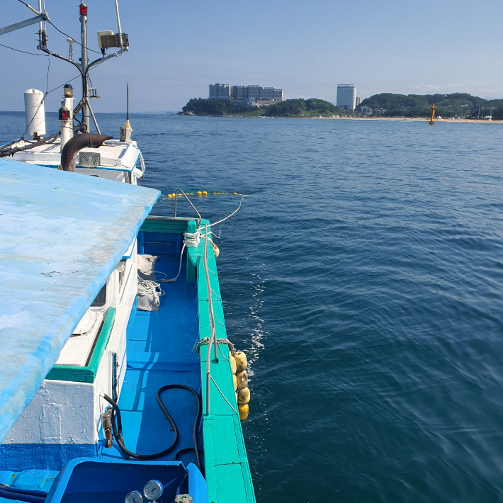 속초시 해파리 구제사업. 속초시 제공