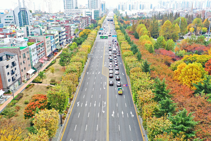 인천 부평구 길주로 양버즘나무. 산림청 제공