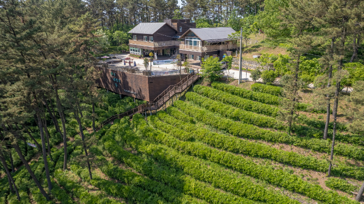 익산 함라산 녹차밭 전경. 익산시 제공